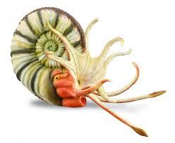 COLLECTA Pleuroceras AMONIT