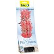 Rastlina TETRA Foxtail Red M 1 ks