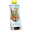 Rastlina TETRA Red Ludwigia M 1 ks